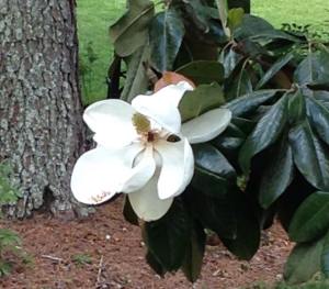 magnolia