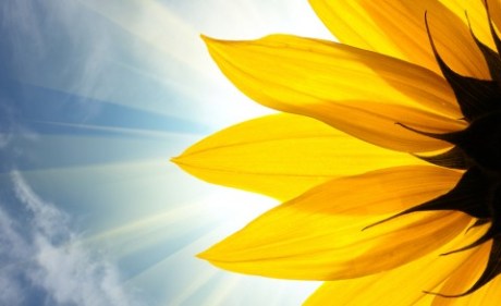 sunflower-closeup-480x294
